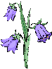 Bluebell